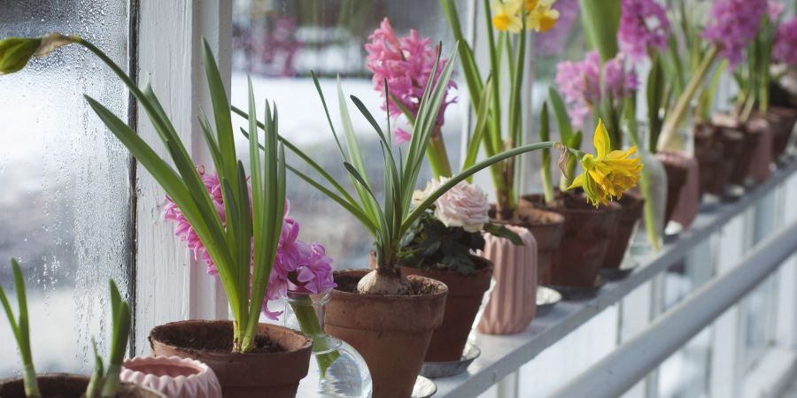 Blumen Töpfe Fensterbank