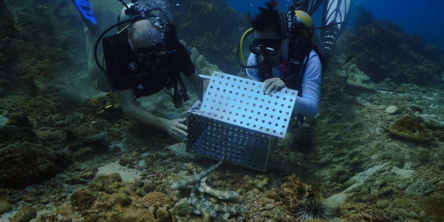 Meeresbiologen wollen vor der thailändischen Insel Ko Phi Phi nun gezüchtete Bambushaie ansiedeln.