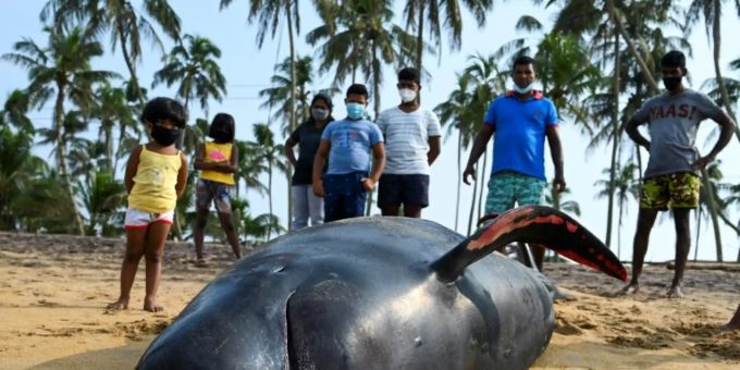 Ein toter Wal am Strand von Pandura, Sri Lanka. Wal