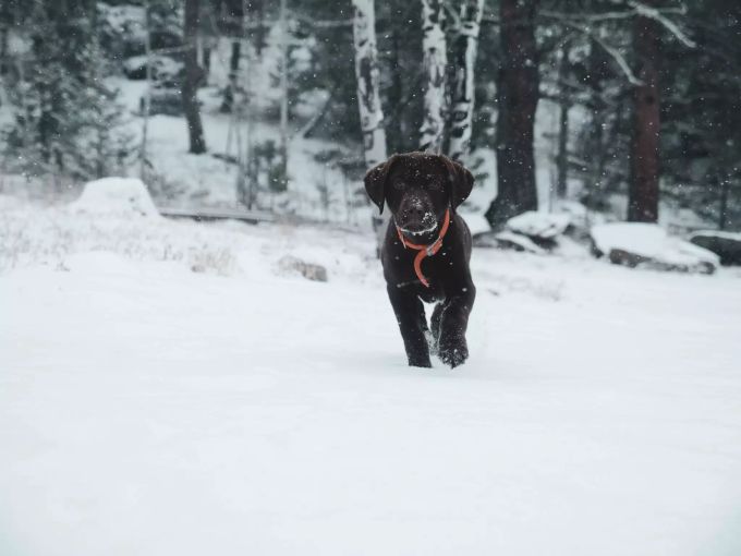 Ernähung des Hundes an die Bewegungsgewohnheiten anpassen. Hund im Schnee.