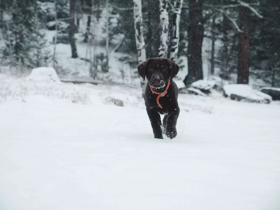 Hund im Schnee.