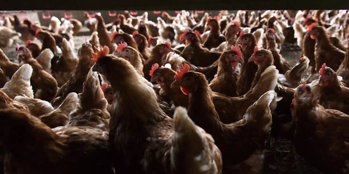 Die Vogelgrippe macht sich in Europa wieder breit. (Archivbild) geflügel vogelgrippe schweiz 2022