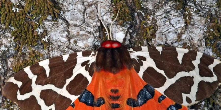Die Schmetterlingsart Brauner Bär (Arctia caja) in seiner vollen Pracht. Foto: T. Laussmann/BUND/dpa
