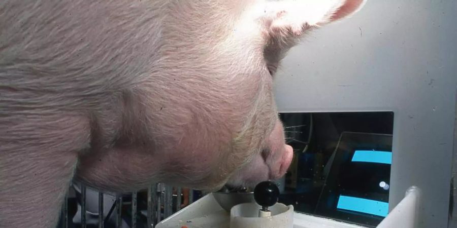 Ein Yorkshire-Schwein am Joystick. Schweine können einer neuen Untersuchung zufolge damit problemlos Computerspiele bedienen. Foto: Eston Martz/Pennsylvania State University/Frontiers in Psychology/dpa