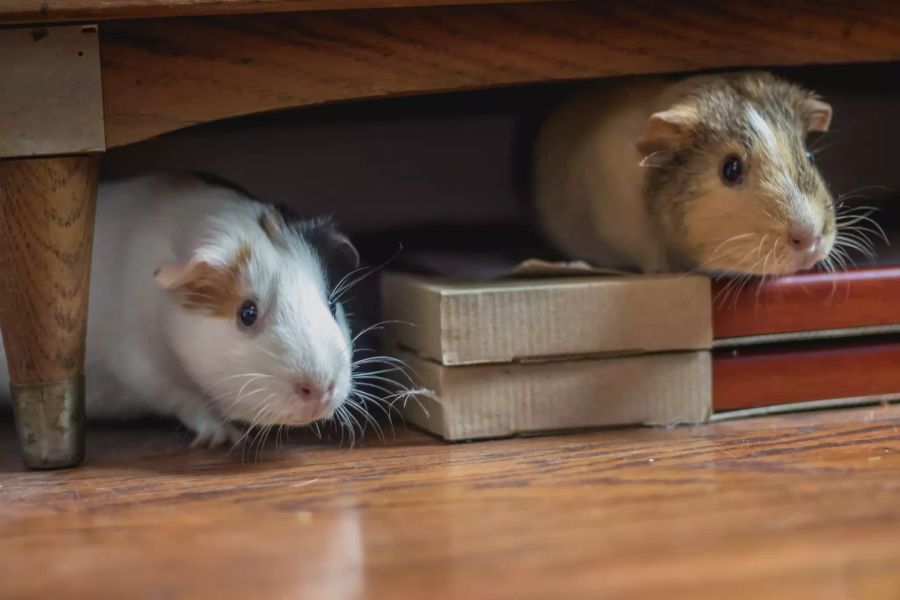 Zwei Meerschweinchen verstecken sich unter Tisch.