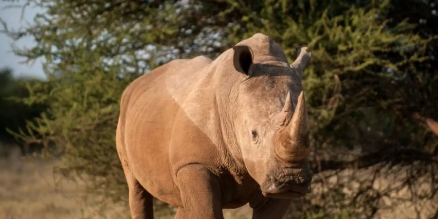 Weniger Nashörner in Südafrika getötet