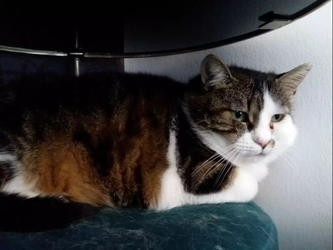 Loulou ist manchmal mehr Hund als Katze. Loulou