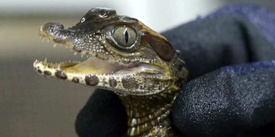 Ein Keilkopf-Glattstirnkaiman in Krefeld. Foto: Hella Hallmann/Zoo Krefeld/dpa