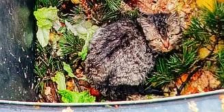 Boswil AG - Katzenbaby im Kompost ausgesetzt - Tierschutz empört! Boswil AG - Katzenbaby im Kompost ausgesetzt - Tierschutz empört!