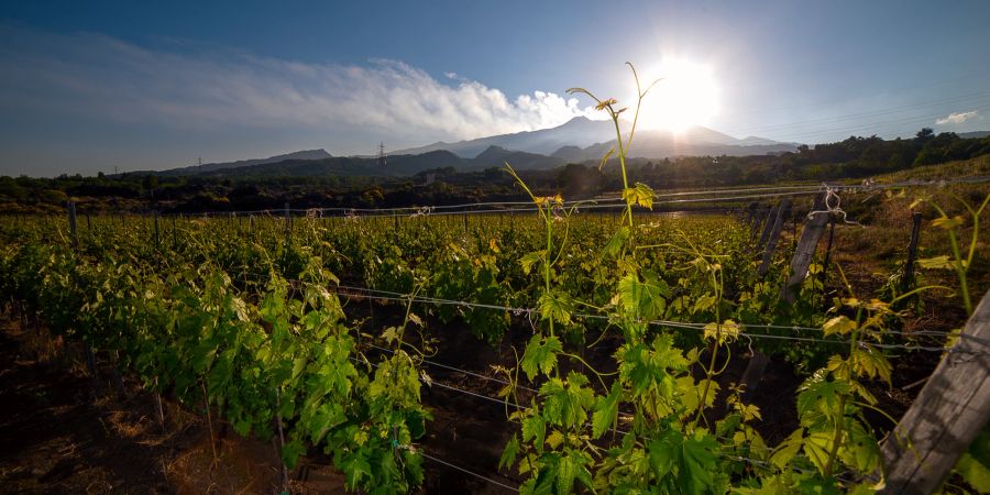 Weinreben Sonnenuntergang