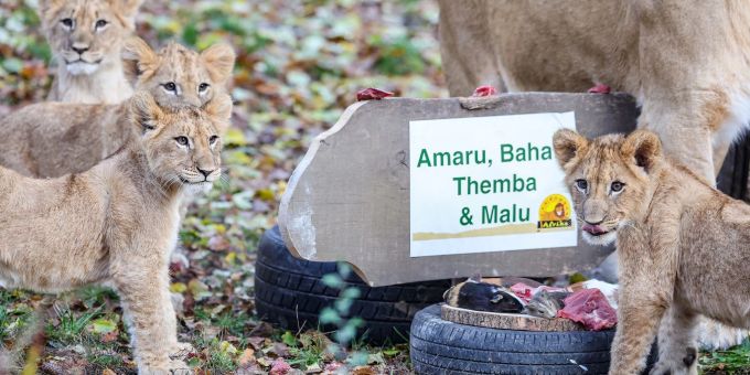 Die Löwenjungen mit ihrer Mutter Kigali in der Löwensavanne im Leipziger Zoo. löwenbabys leipziger zoo