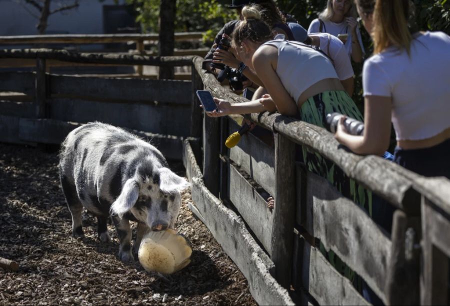 Wollschweine, wie hier im Zoo Zürich, sind anspruchsvoll zu halten.