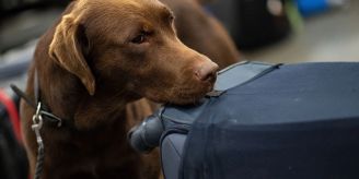 5-Kilo-Fund - Zollhund Dembé spürt Kokain unter Autositz in Genf auf 5-Kilo-Fund - Zollhund Dembé spürt Kokain unter Autositz in Genf auf