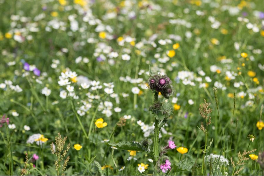 Magerwiese Blumen Saatgut-Mischung Saatgut-Konfetti