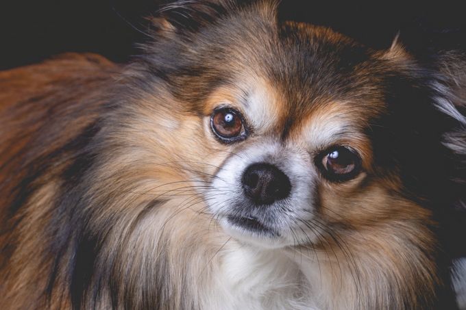 Die richtige Pflege verleiht Ihrem Hund ein seidiges Fell. Hund