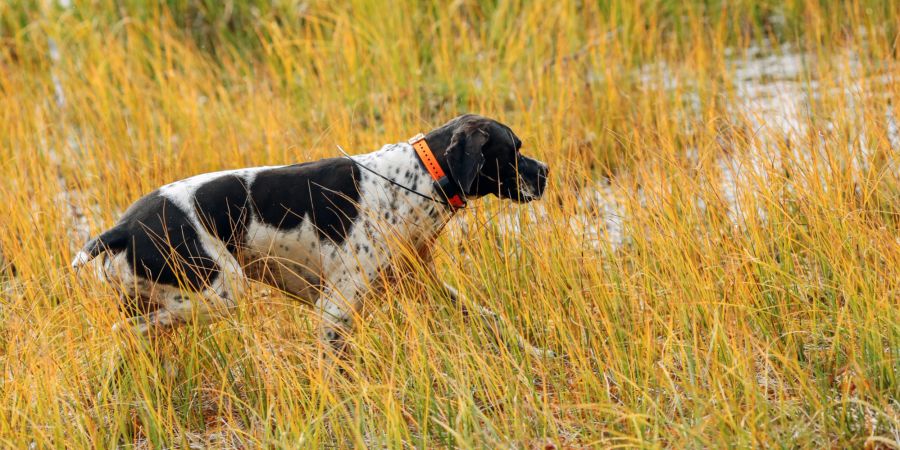 Hund Wiese GPS Halsband