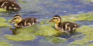 Sponsored - Tierschutz: Probieren Sie eine Alternative zu Foie gras Sponsored - Tierschutz: Probieren Sie eine Alternative zu Foie gras
