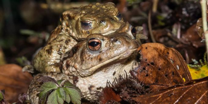 Generell wandern in diesen Wochen Amphibien zwischen Wald und Weihern im Kanton Schaffhausen. Amphibienwanderung