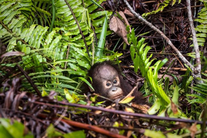 Ein Orang-Utan-Junges in Indonesien. Coronavirus