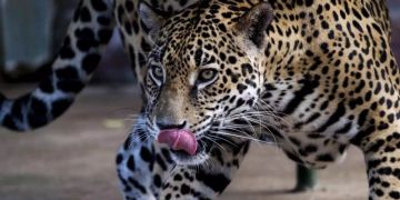 Jaguar