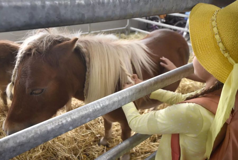 pony