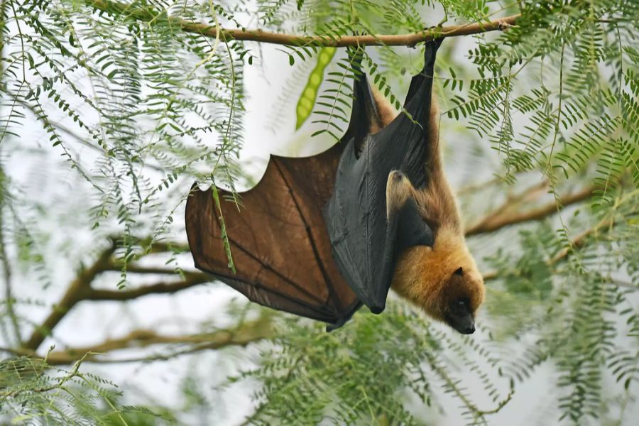 fledermaus