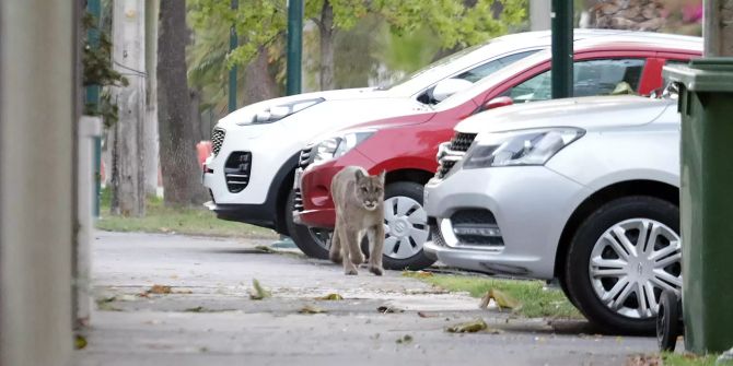 Coronavirus - Wildtiere in Städten