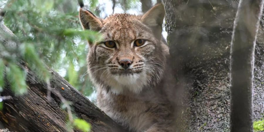 Luchs