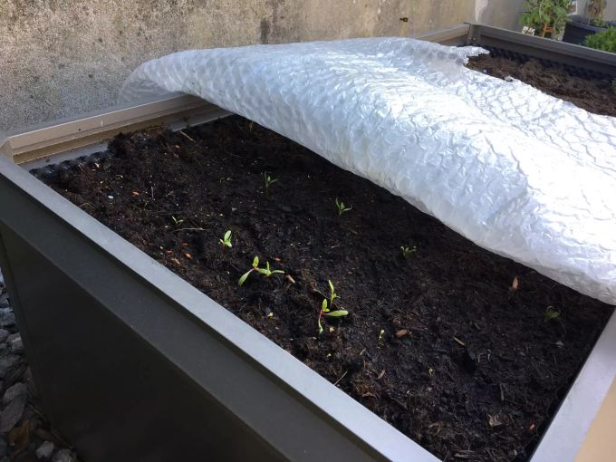 Eine Plastikfolie schützt junge Pflanzen über Nacht vor hartnäckigem Frost. Setzlinge