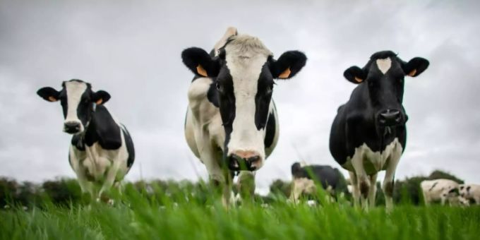 Milchkühe auf einer Wiese. Seit 10'000 Jahren konsumieren Menschen Milch – und konnten sie lange nicht verdauen. (Symbolbild) Laktoseintoleranz