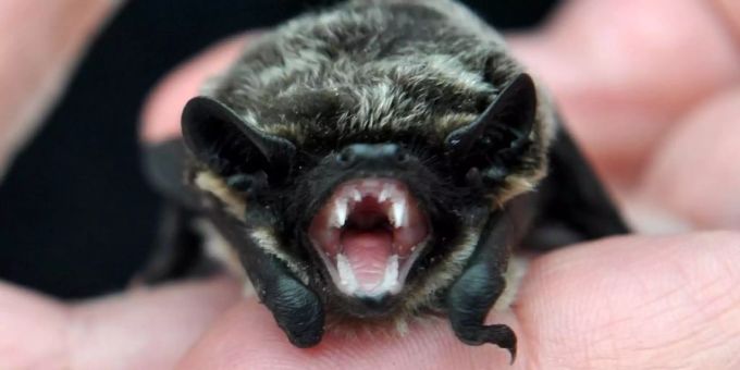 In der Schweiz wird das Tollwut-Virus lediglich sehr selten bei Fledermäusen nachgewiesen. Fledermaus