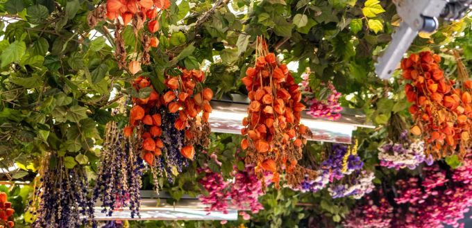 Der Amsterdamer Blumenmarkt bangt um sein Image. blumenmarkt
