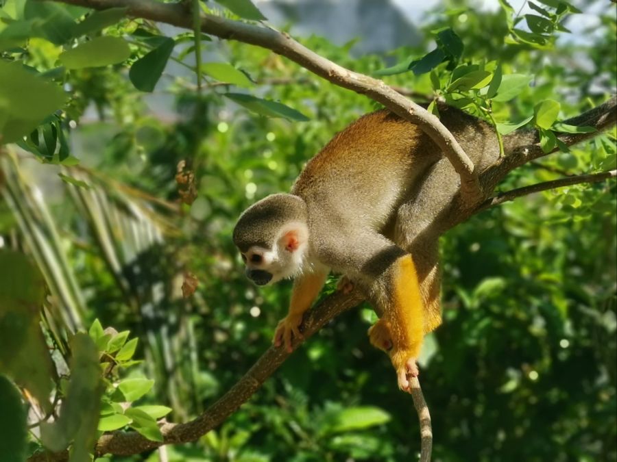 Affe Monkeyland Totenkopfäffchen