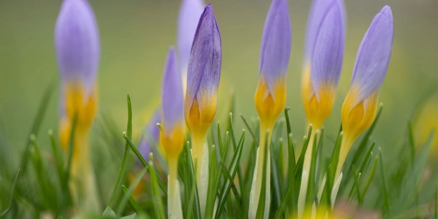 Krokusse blühen auf einer Wiese am Neustädter Markt in Dresden.