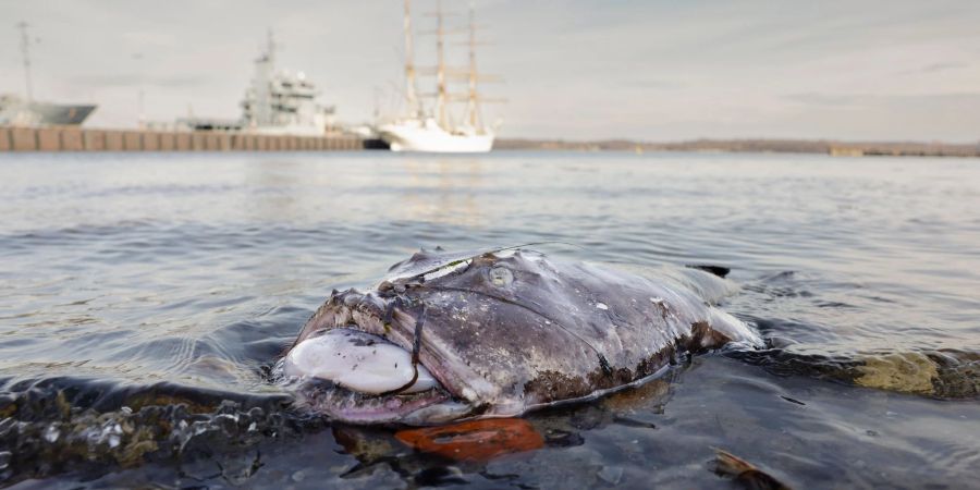 Nicht in seinem natürlichen Habitat: Ein toter Seeteufel liegt am Ufer in der Nähe des Segelschulschiffs «Gorch Fock».