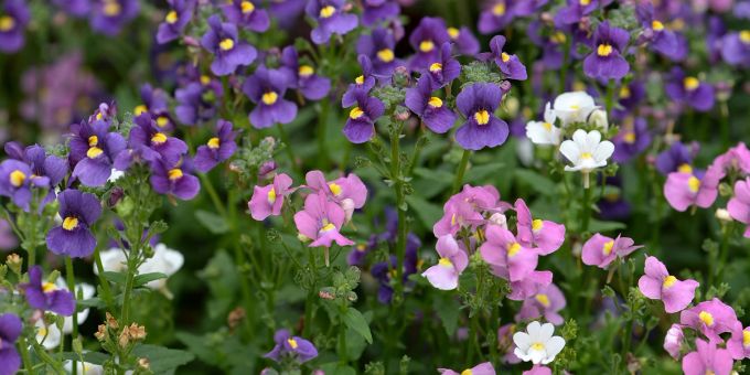 Löwenmäulchen gehören zu den Cool Flowers, die sich früher aussäen und damit früher zur Blüte bringen lassen. Löwenmäulchen Cool Flowers Blüte