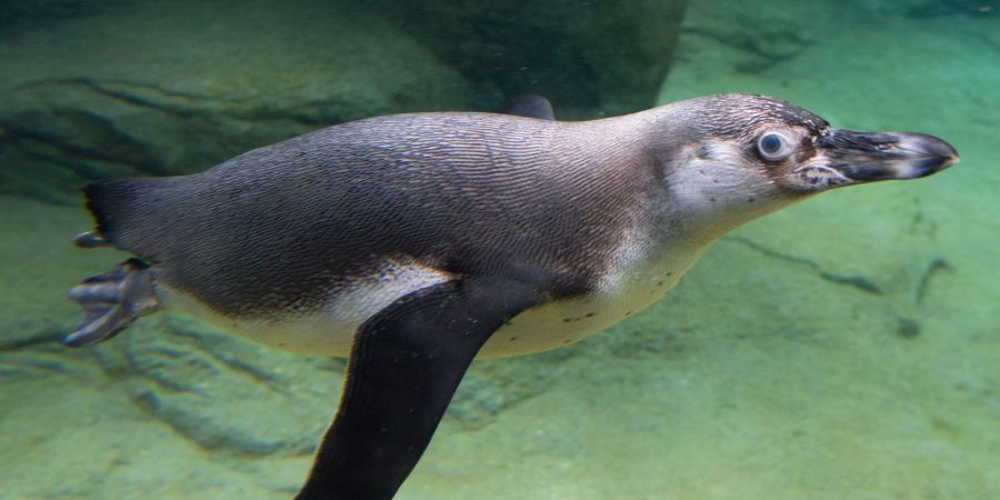 Ein Humboldt-Pinguin im Frankfurter Zoo (Symbolbild).