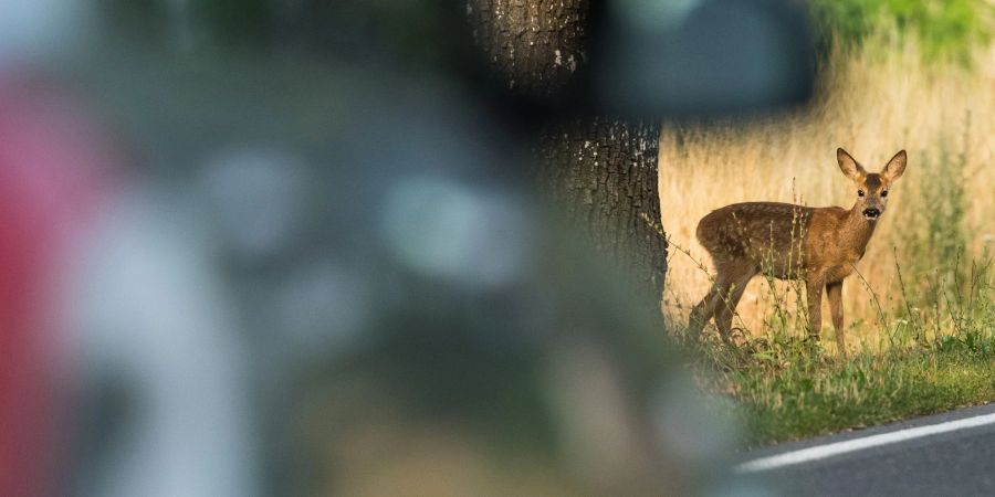 Augen auf und aufgepasst: Besonders zwischen März und Mai steigt im Frühjahr die Gefahr von Wildunfällen.