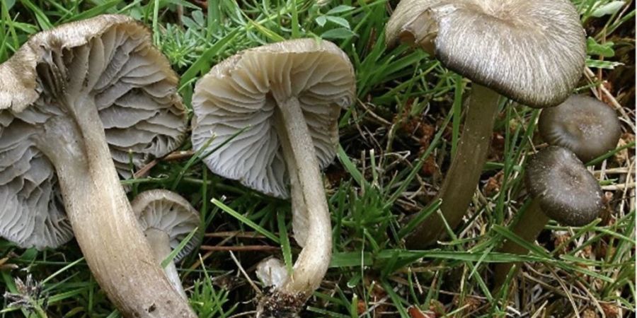 Ob der Pilz  Clitocybula ellipsospora essbar ist, wurde bisher nicht getestet.