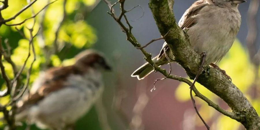 Tausende Freiwillige haben bundesweit nachgeguckt: Der Spatz bleibt Deutschlands häufigster Gartenvogel. Foto: Bernd Thissen