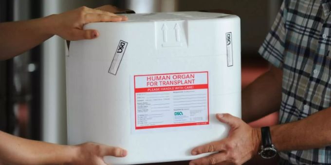 Eine Transportbox für Spenderorgane. Spenderorgane