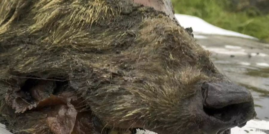 Der Kopf eines eiszeitlichen Wolfes liegt neben einem Massband. Foto: Albert Protopopov