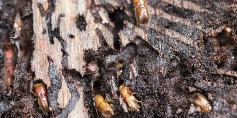 Wald Borkenkäfer Buchdrucker Trockenheit