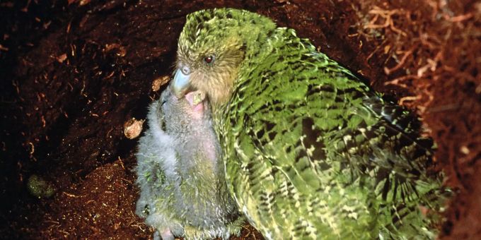 Ein Kakapo füttert seinen Nachwuchs. Kakapo