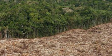 klimawandel abholzung regenwald