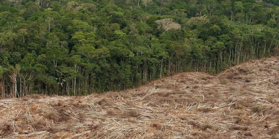 klimawandel abholzung regenwald