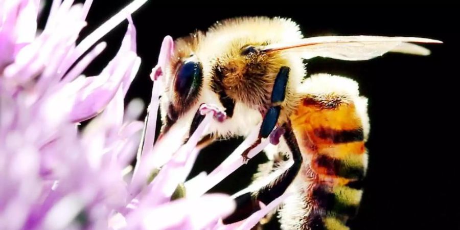 Das Agrar-Paket der Regierung beinhaltet Regelungen für den Schutz von Nutztieren und Insekten vor allem in der Landwirtschaft. Foto: Martin Gerten