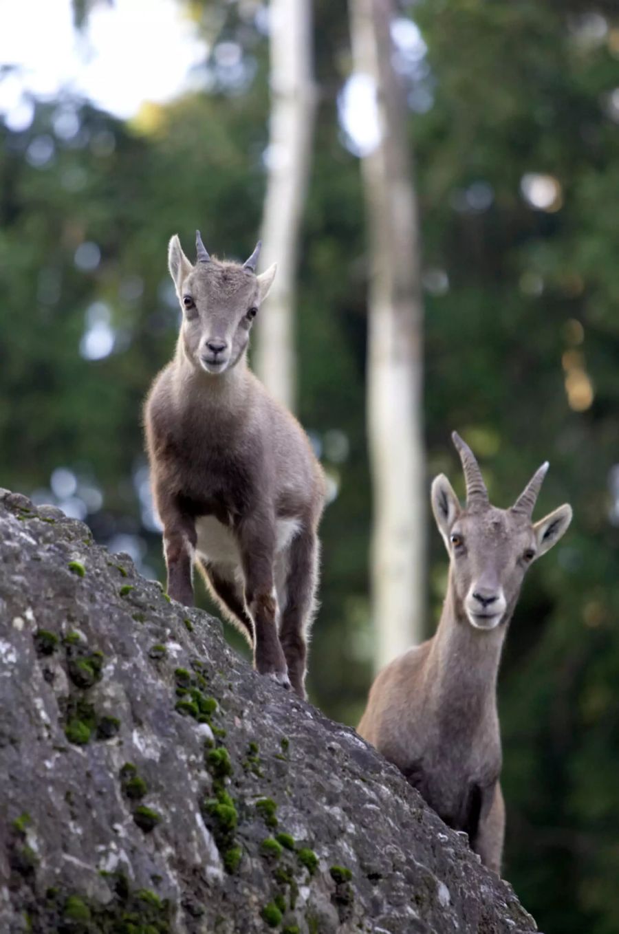 steinbock