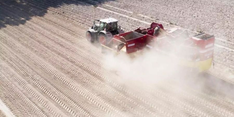 Ein Landwirt erntet im Herbst 2020 Kartoffeln auf einem staubtrockenen Feld in der Region Hannover. Foto: Julian Stratenschulte/dpa
