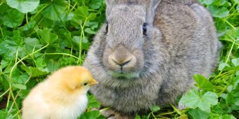 Küken und Hase